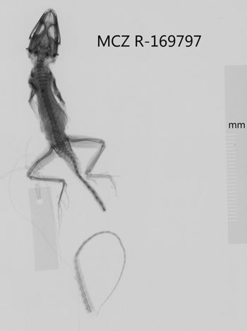 Media type: image;   Herpetology R-169797 Aspect: dorsoventral x-ray